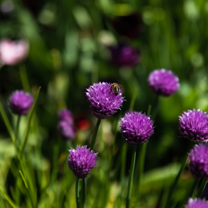 Flowers in Cromlix Garden