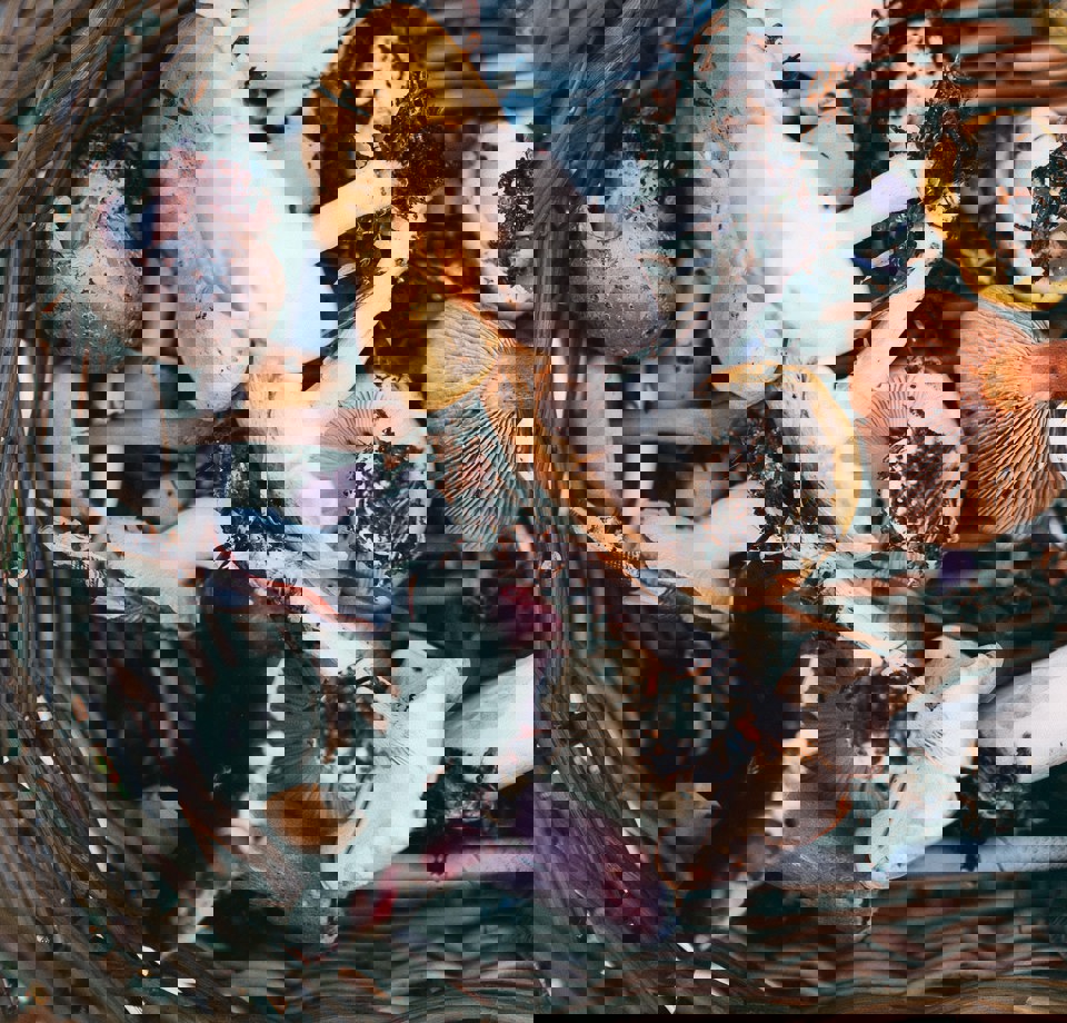 Foraging Annie Spratt Xa Wn48fwo Unsplash