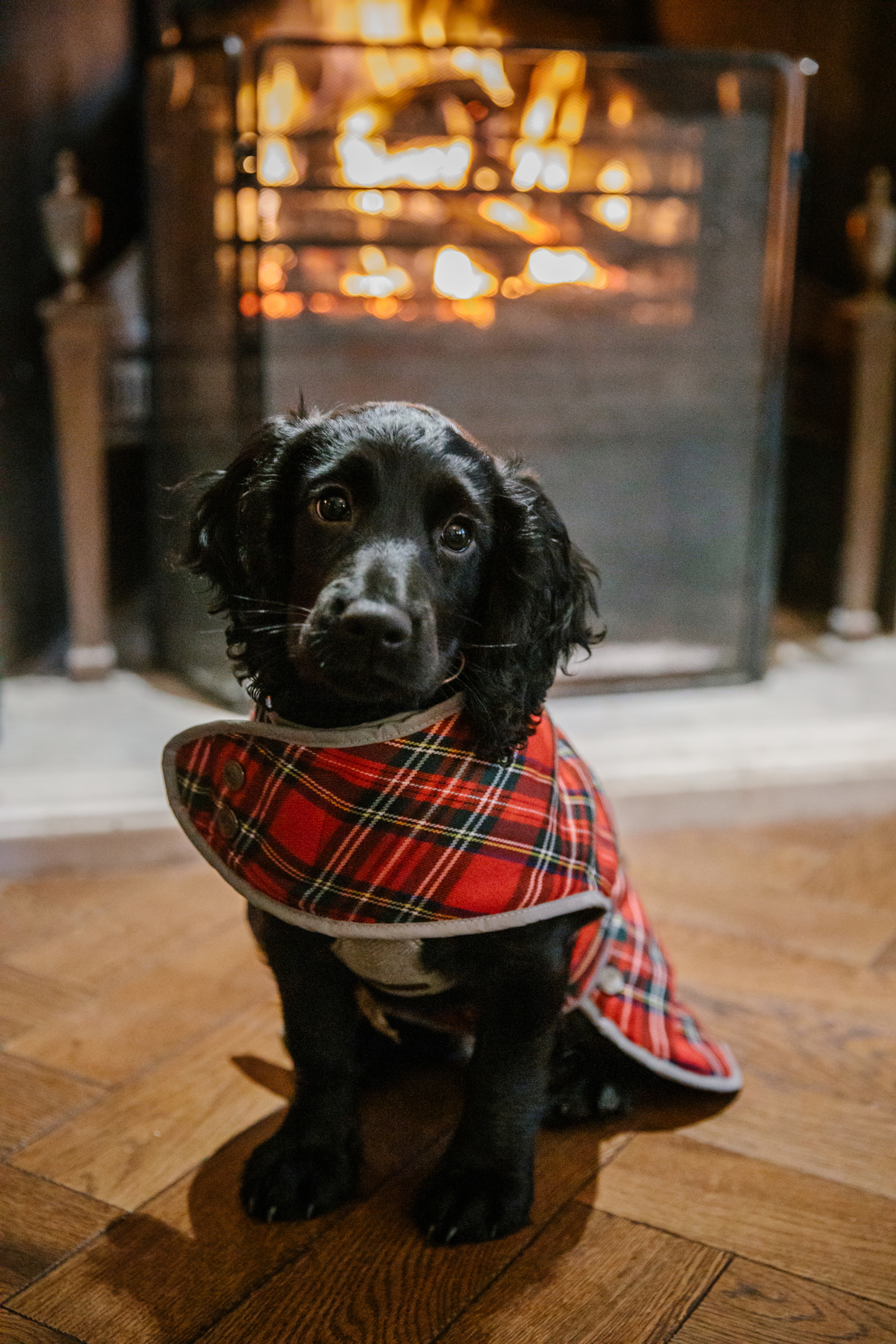 Festive Dog Portrait