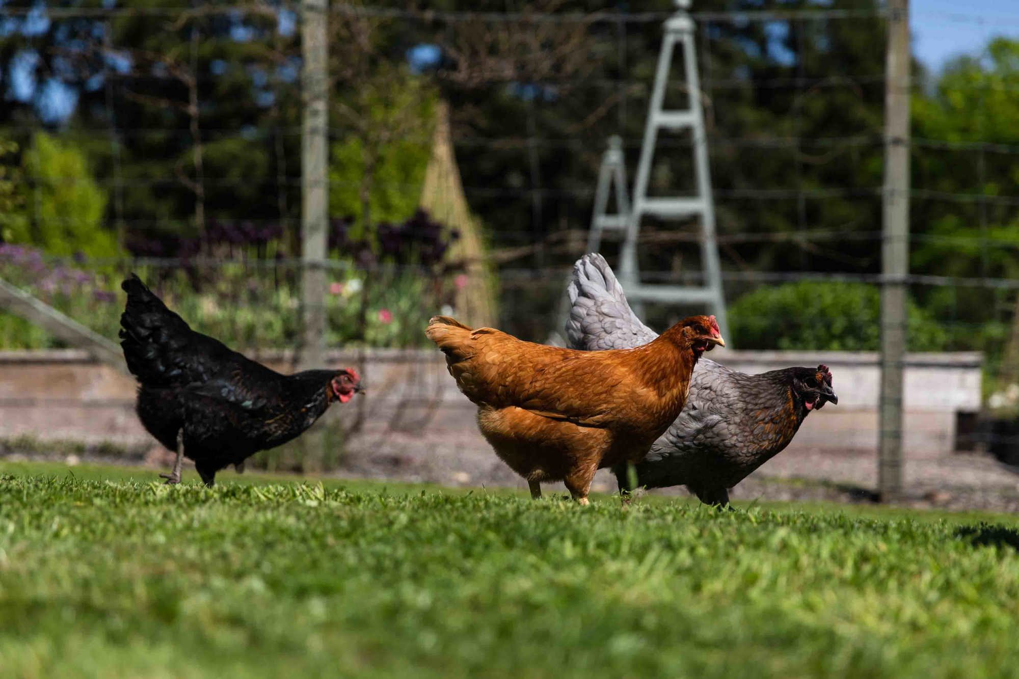 Cromlix2 Final 80Days 140